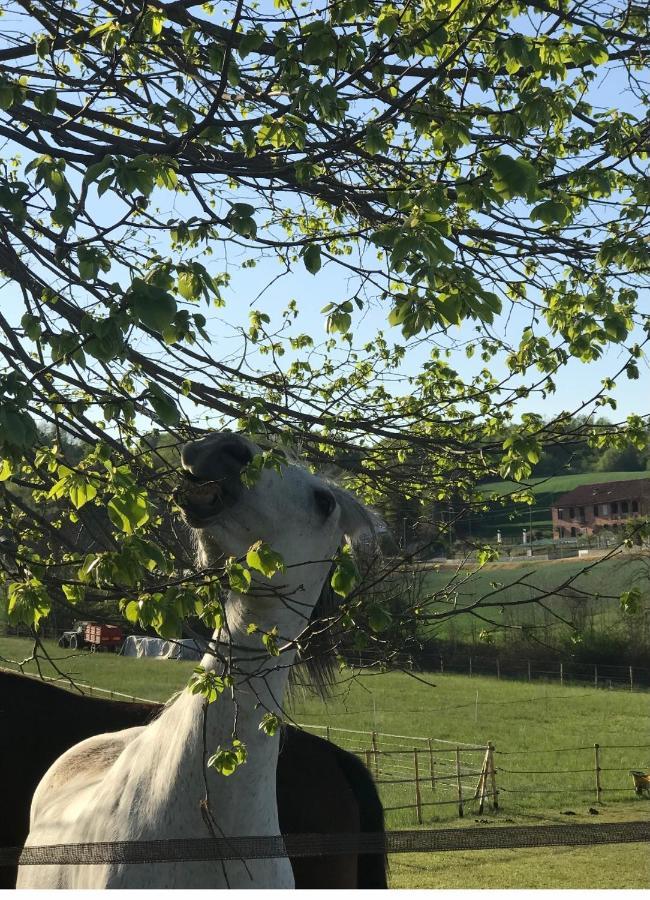 Roatto Appartamento In Cascina -La Cascinetta Di Ali- מראה חיצוני תמונה